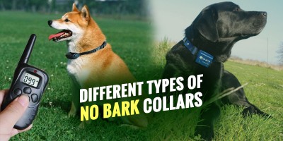 Different Types of No Bark Collars.
