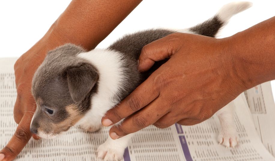 how-to-house-train-puppy-infographic-reviews-done