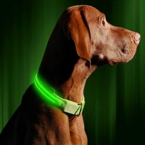 (Best Led Dog Collars) Illumiseen LED Dog Collar