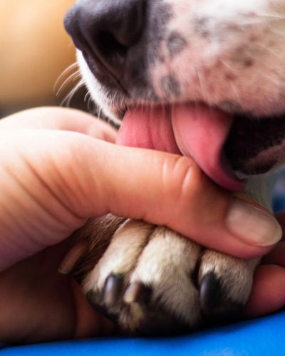 How to stop my dog from chewing his paws?